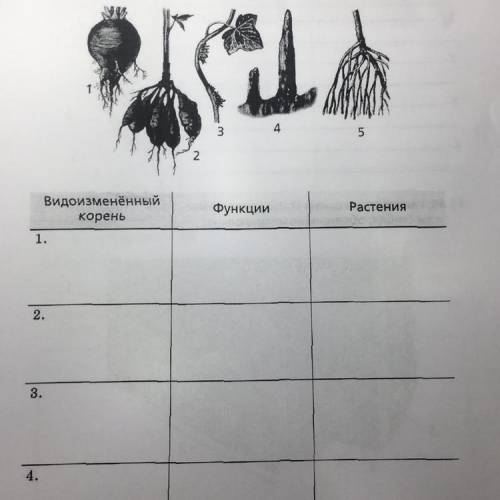 Рассмотрите рисунок. Назовите видоизменения корней, изображённые на рисунке. Заполните таблицу. (Тут