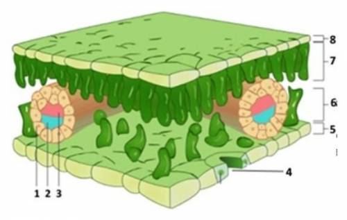 Перед вами рисунок внутреннего строения листа. Укажите наименование структур № 1, № 8, №7 и какую ро