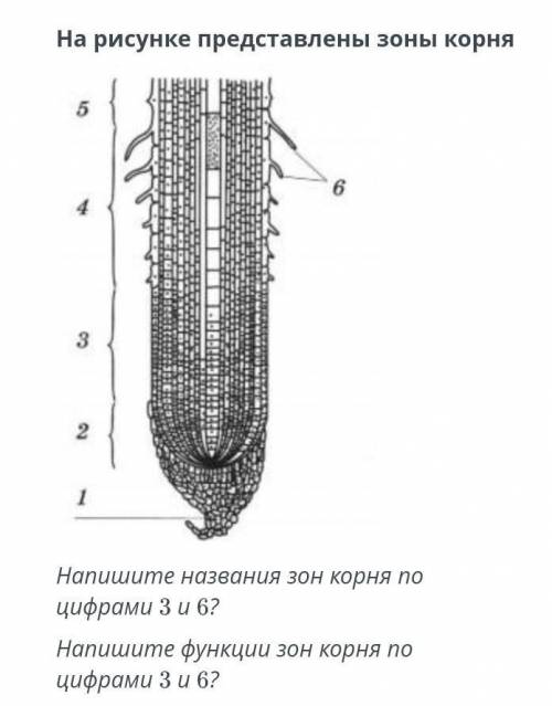 На рисунке представленны зоны корня