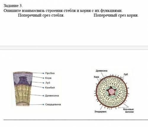 Опишите взаимосвязь строения стебля и корня с их функциями. Поперечный срез стебля у меня СОР​