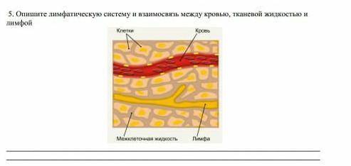 Опишите лимфатические системы и взаимодействие между кровью тканевой жидкостью лимфой позязя(╥ω╥). М