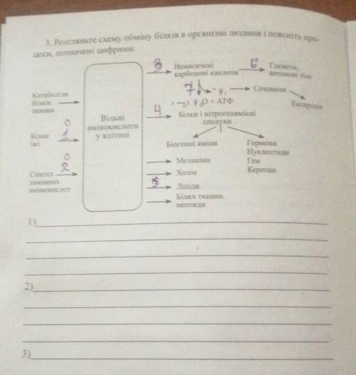 3. Розгляньте схему обміну білків в організмі людини і поясніть процеси, позначені цифрами:​