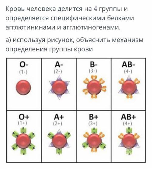 Кровь человека делиться на 4 группы и определяется специфическими белками агглютининами и агглютиног