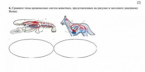 Сравните типы кровеносных систем животных,представленных на рисунке и заполните таблицу Венна​