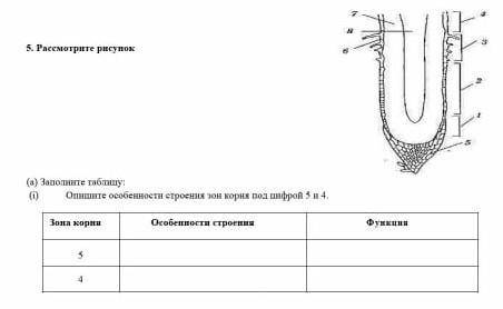 Рассмотрите рисунок. Заполните таблицу и отметьте особенности строения зон корня под цифрой 5 и 4​