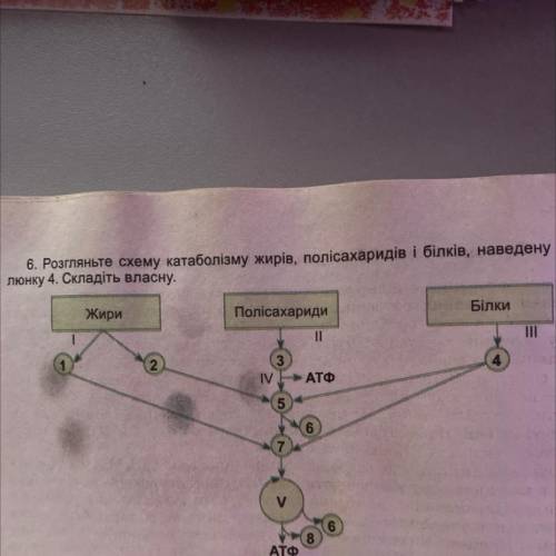 6. Розгляньте схему катаболізму жирів, полісахаридів і білків, наведену на ма- люнку 4. Складіть вла