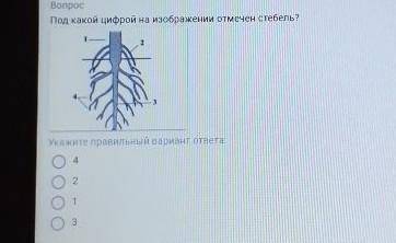 Под какой цифрой на изображении отмечен стебель ​