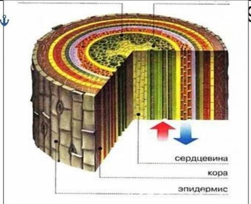 Определи на рисунке и запиши на указателях ксилему​