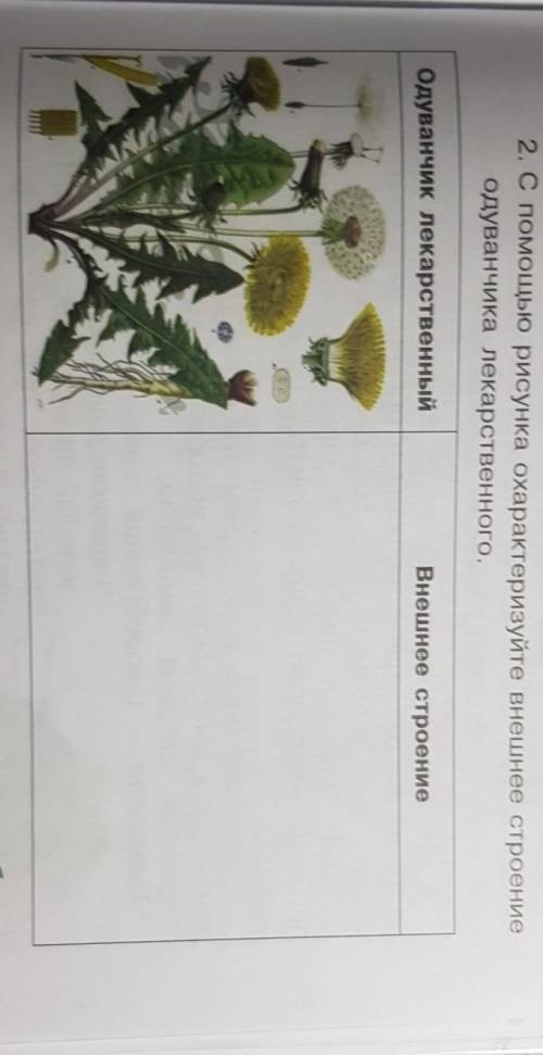 2. С рисунка охарактеризуйте внешнее строение Одуванчика лекарственного.