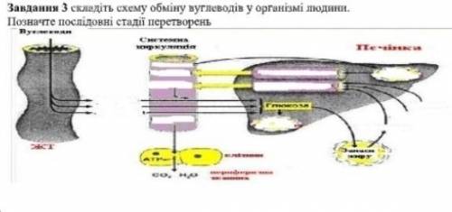 Схема обміну вуглеводів у організмі людини. ​