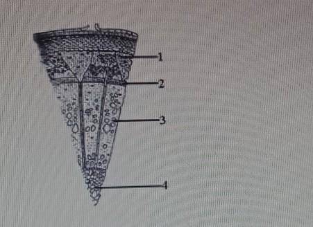 Определите участки стебля, обозначенные на рисунке цифрами 1-4. [4] ​