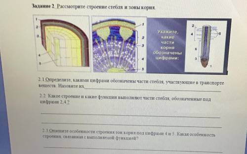 Рассмотрите строение стебля в зоне корня