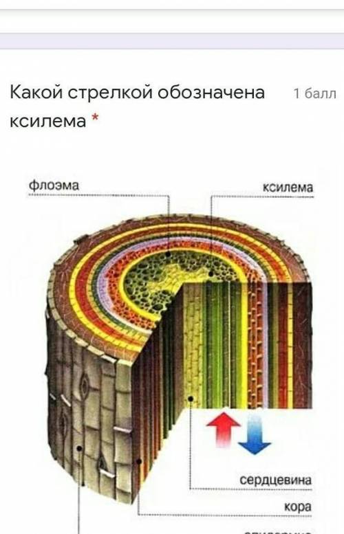 Какой стрелкой обозначена ксилема *красной или синей​