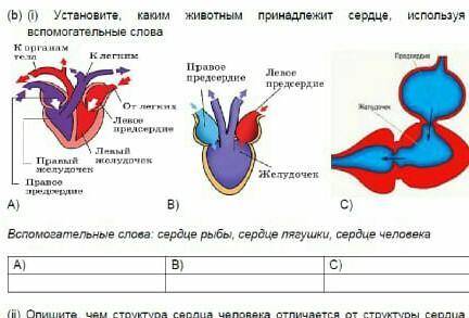 Устоновите каким животным принадледит сердце​