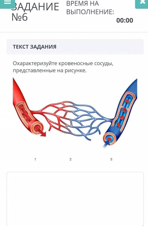 Определите кровеносные сосуды,представленные на рисунке.​