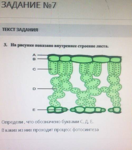 3. На рисунке показано внутреннее строение листа. Определи , что обозначено буквами С, Д, В каких из