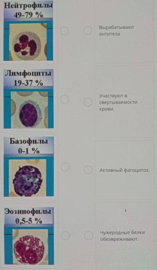 Установите соответствие между названием лейкоцитов ивыполняемой ими функцией.( )​