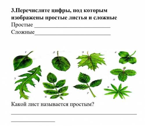 Перечислите цифры, под которыми изображены простые листья и сложные у меня СОР​