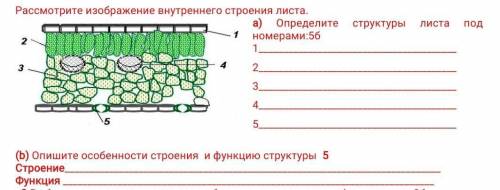 Рассмотрите изображение внутреннего строения листа. a) Определите структуры листа под номерами: 1 2