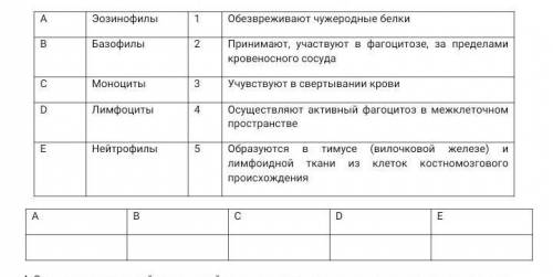 .Установите соответствие между типами лейкоцитов и их функцией.​