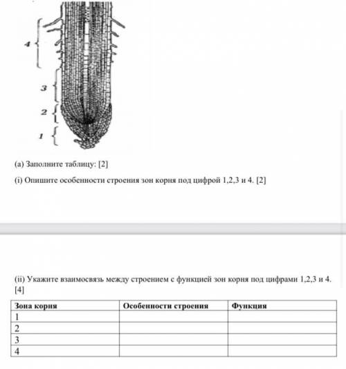 Заполните таблицу: [2] Опишите особенности строения зон корня под цифрой 1,2,3 и 4. [2] Укажите взаи