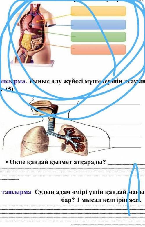 Жаратылыстану . БЖБ ІІ тоқсан 1 - тапсырма Суретке мұқият қара . Адамның ішкі ағзаларының атауларын