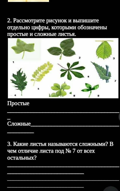 3 Какие листья называются сложными? В чем отличие листа под № 7 от всех остальных?​