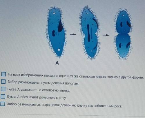 На картинке видно, как размножается засор.Какие утверждения верны?​