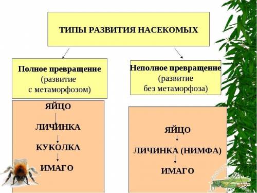 Лабораторная работа №6 «Изучение типов развития насекомых». Цель: научиться различать развитие насек