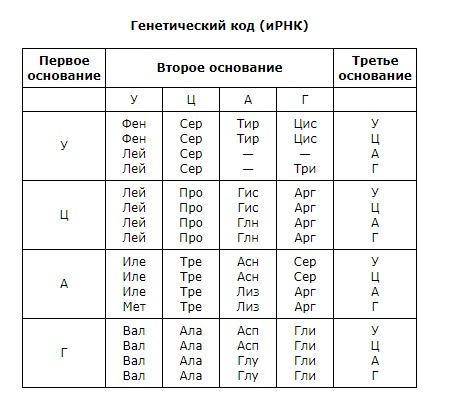 Фрагмент цепи ДНК имеет следующую последовательность нуклеотидов: ТАЦЦЦТЦАЦТТГААА. Определите после