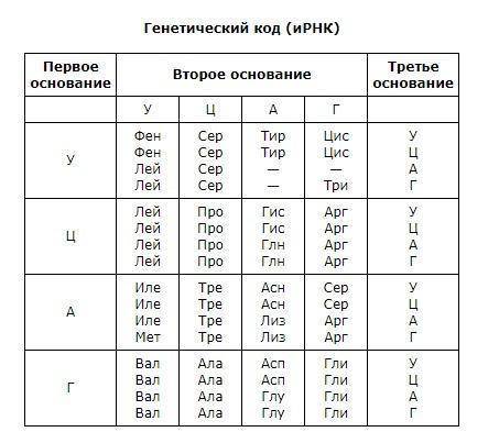 №17 Используя таблицу «Генетический код», напишите предполагаемый участок ДНК, в котором закодирован