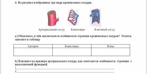 4. На рисунке изображены три вида кровеносных сосудов. Артериальный сосуд Капилляры Венозный сосуд а