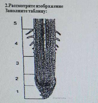 Расмотрите изображение заполните таблицу:​