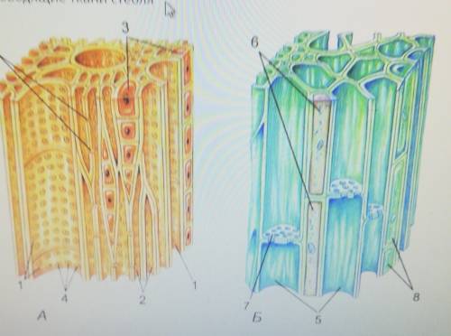 Биология Проводящие ткани стебля Верных ответов: 2пробкаКсилемафлоэмакожица​
