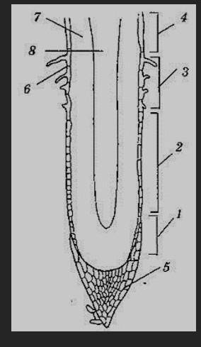 Рассмотрите изображение. Заполните таблицу: Опишите особенности строения зон корня под цифрой 1,3 и