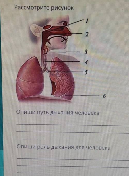 Опишите путь дыхания человека. Опишите роль дыхания человека.​