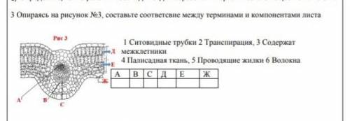 Опираясь на рисунок номер 3 составьте соответствие между терминами и компонентами листа 1. Ситовидны