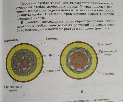 Задание: Составить сравнительную таблицу – по рисунку 39: Строение стеблей однодольных и двудольных