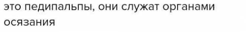 Как называются первые две пары конечностей головогруди И каковы их функции