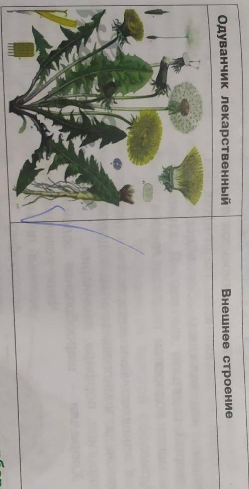 С рисунка охаркатеризуйте внешнее строение одуванчика лекарственного.​