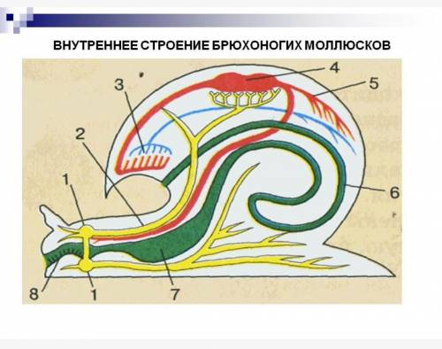 Внутреннее строение брюхоногих моллюсков