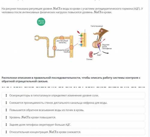 На рисунке показана регуляция уровня NaCl и воды в крови с участием антидиуретического гормона (АДГ)