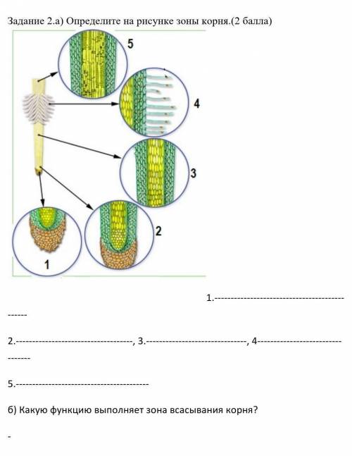 (а) Определите на рисунке зоны корня.( ) 1.2., 3., 45.б) Какую функцию выполняет зона всасывания кор