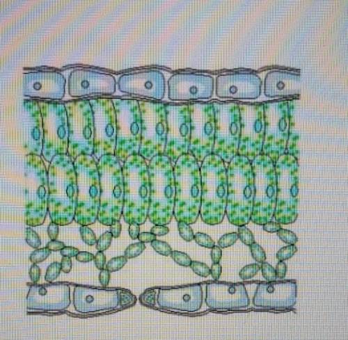3 рассмотрите изображение внутреннего строения листа а) Опишите кратко особенности губчатой тканиb)