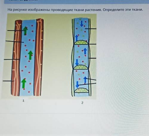 На рисунке изображены проводящие ткани растения. Определите эти ткани,12​