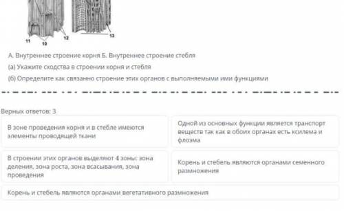Корень и стебель, вегетативные органы высших растений, имеющие определённые сходства в строении неко