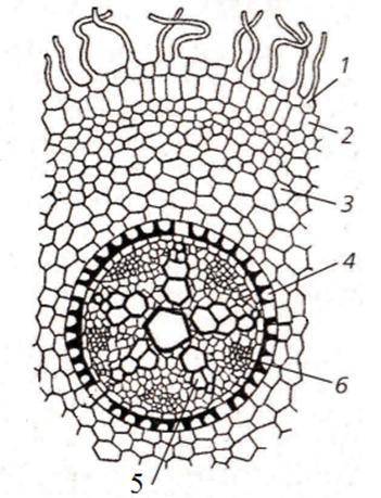 Рассмотри рисунок поперечного разреза корня. Укажи цифры под которыми правильно отмечены ксилема и ф