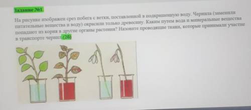 Задание 1. На рисунке изображен срез побега с ветки, поставленной в подкрашенную воду. Чернила (заме