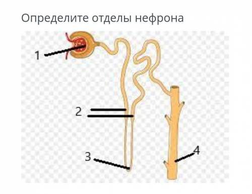 Определите отделы нефрона​