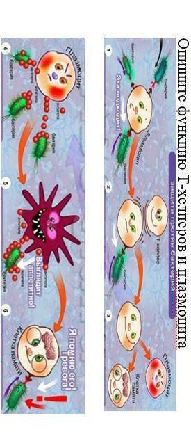 Опишите функцию Т-хелперов и плазмоцитаinia